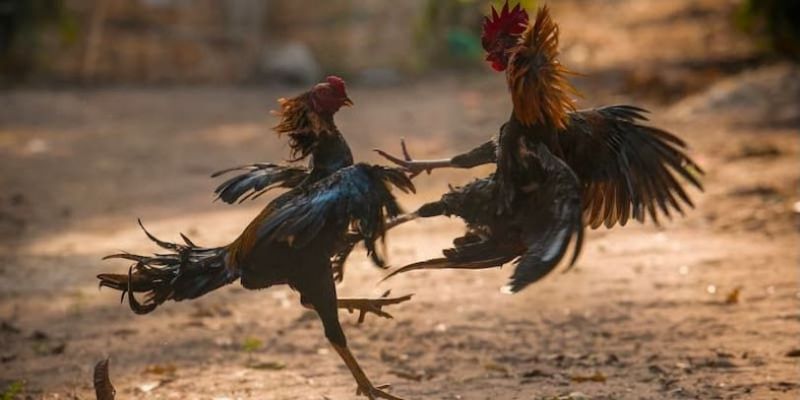 Đá Gà Bongvip - Trải Nghiệm Thú Vị Cho Ai Đam Mê Bộ Môn Này